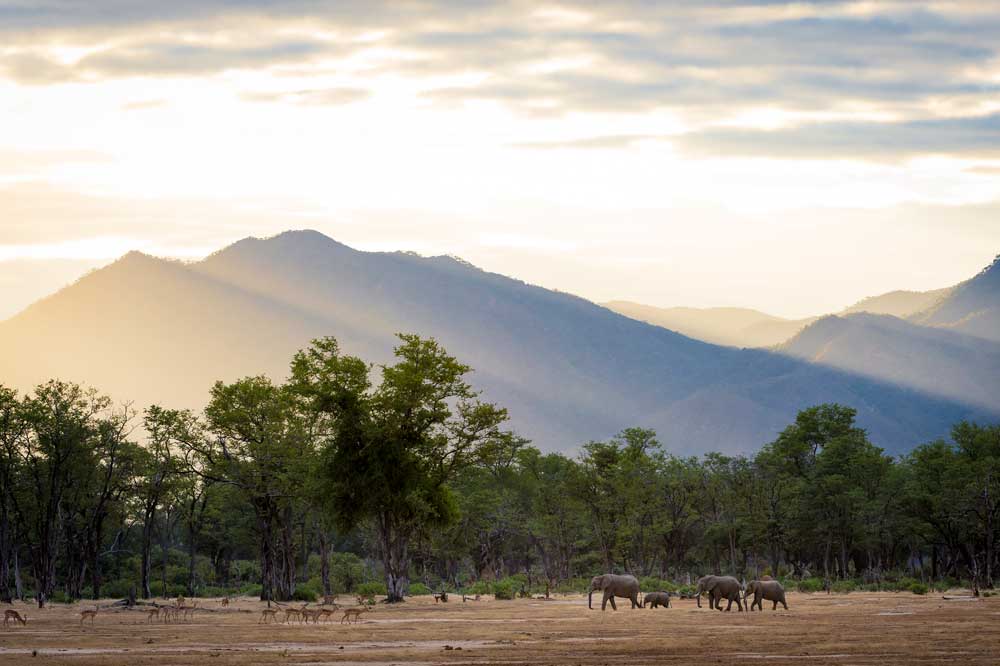 Mana Pools – Tiervielfalt zu Land und Wasser &nbsp;