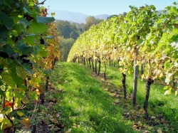 Nachhaltiger Weinbau im Ahrtal ganz ohne Insektizide