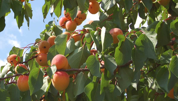 Wachau - Landschaft am Strom Bild: Gottfried Pattermann