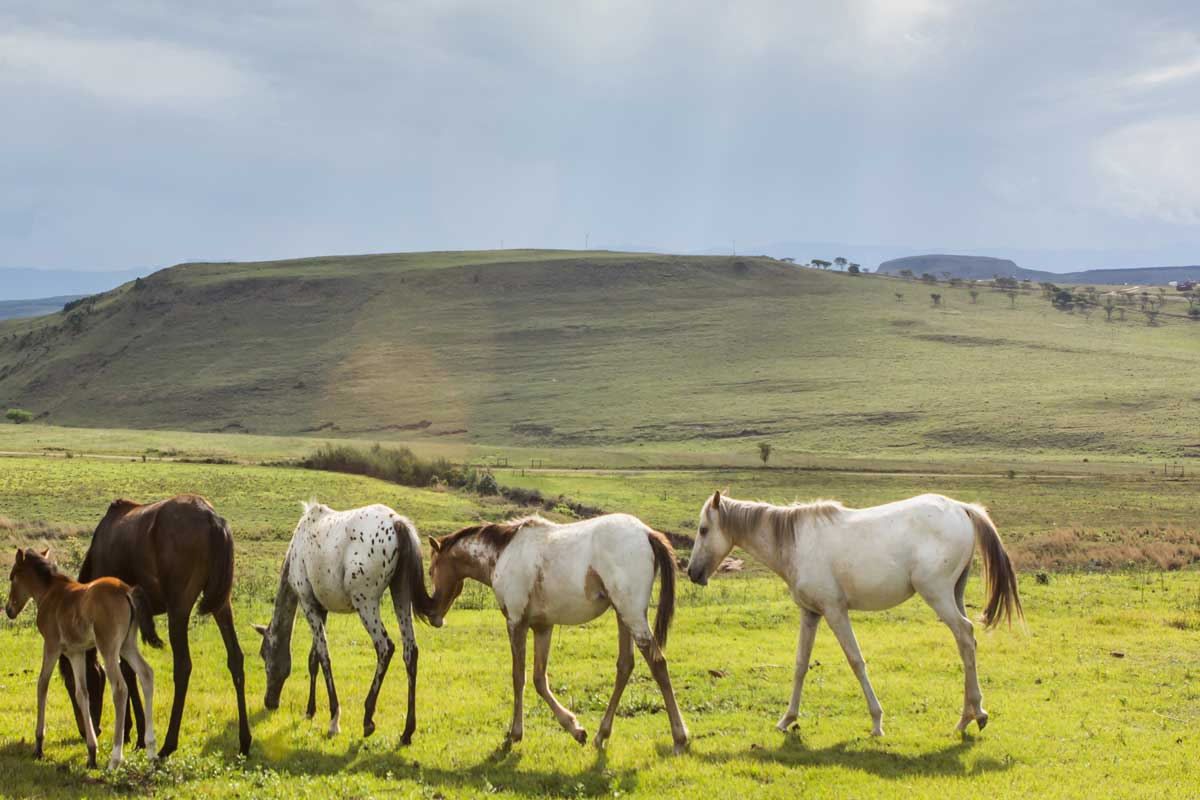 Ausblick auf die Pferdeherde von der Terrasse der Antbear Eco Lodge (c)Antbear Eco Lodge