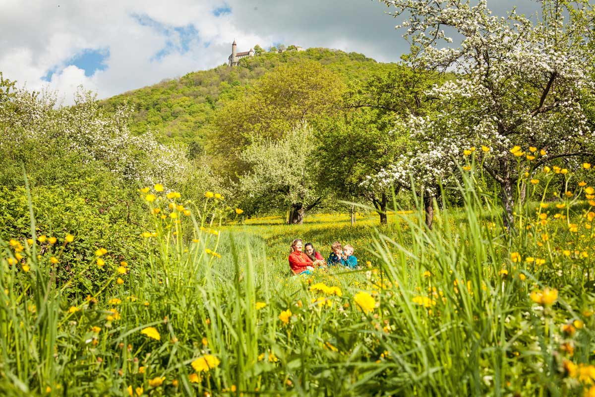Frühlingsstimmung in den Streuobstwiesen unterhalb der Burg Teck. Foto: djd/hochgehberge/Angela Hammer