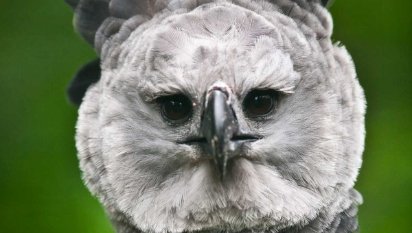 Der Name Harpyie beschreibt in der griechischen Mythologie eine gefürchtete Sturmdämonin mit scharfen Krallen, Frauenkopf und Greifvogelkörper / Foto: JOAO MARCOS ROSA / NITRO 