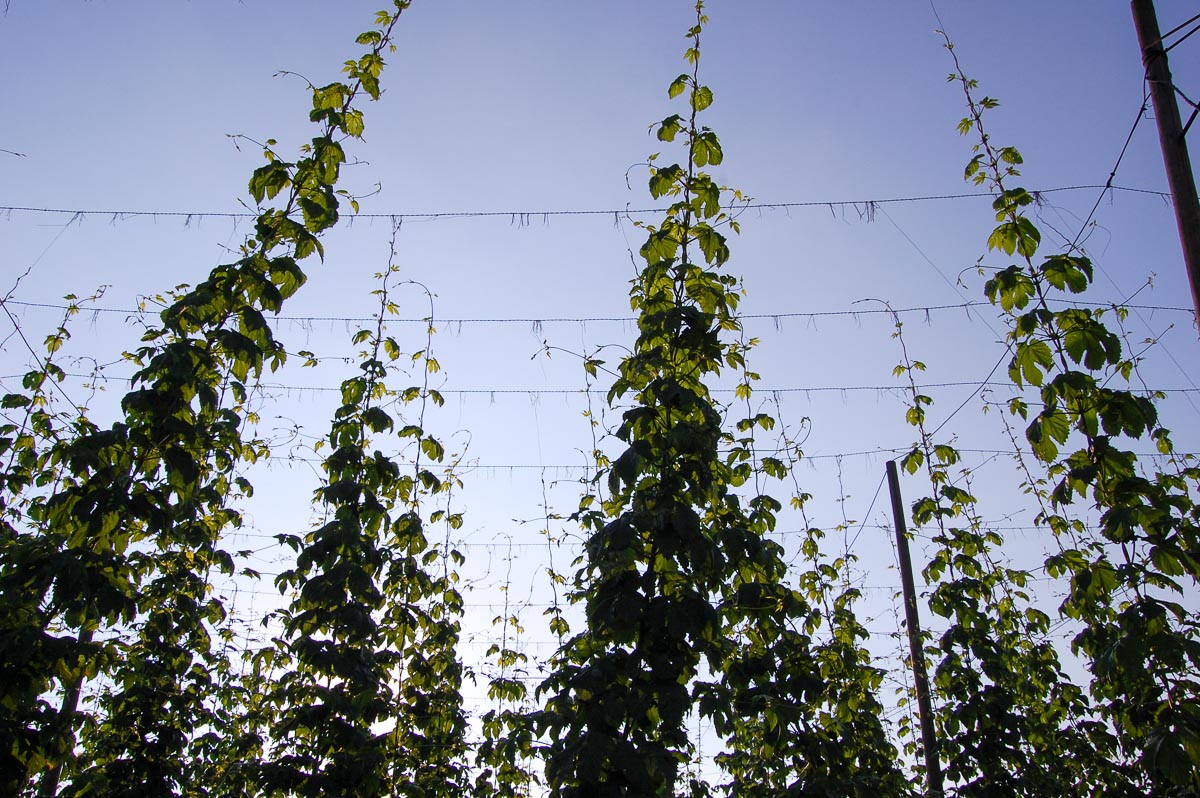 Bierkultur und Kunstgenuss in Flandern  Bild: Gottfried Pattermann