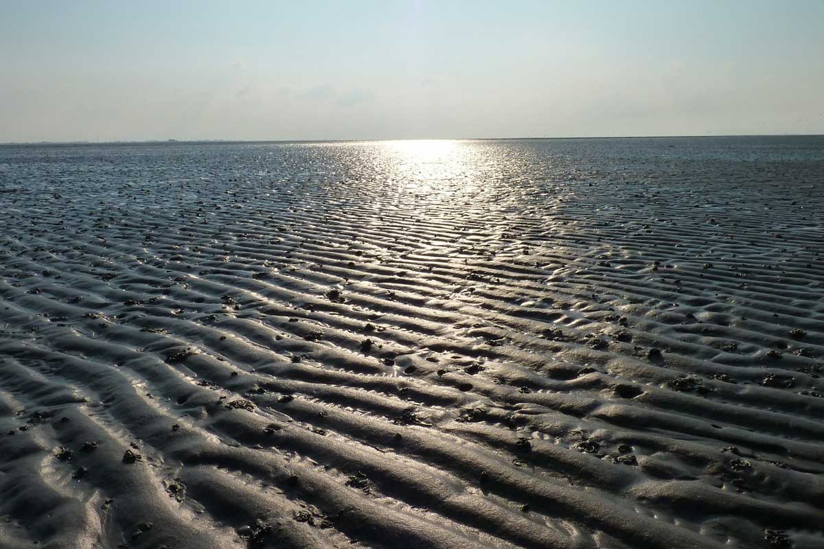 Botschafter für den Nationalpark Schleswig-Holsteinisches Wattenmeer
