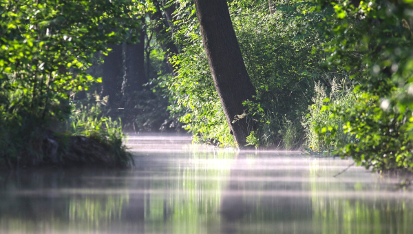 Heideseen ím Spreewald Bild von Andreas Glöckner auf Pixabay