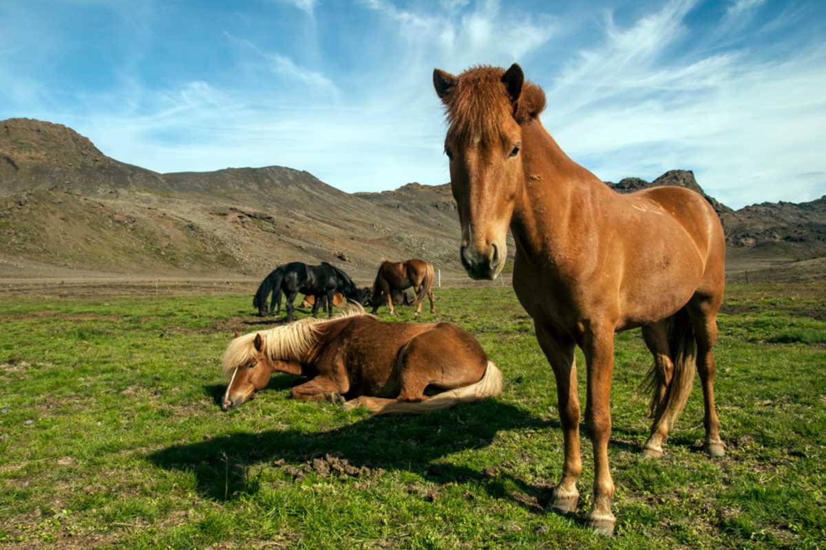  Einsame Farmen und Pferde prägen den „grünen Teil“ von Island