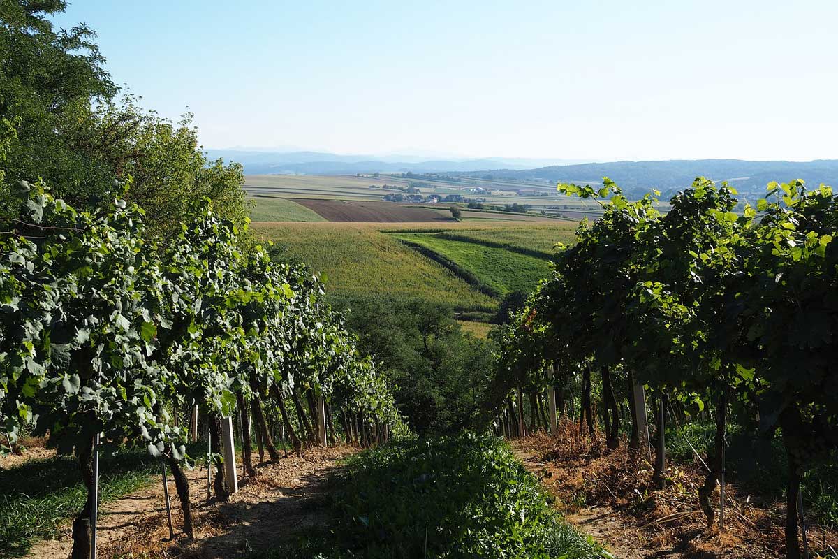 Das Weinviertel - das größte Weinanbaugebiet Österreichs Bild von Ratfink1973 auf Pixabay