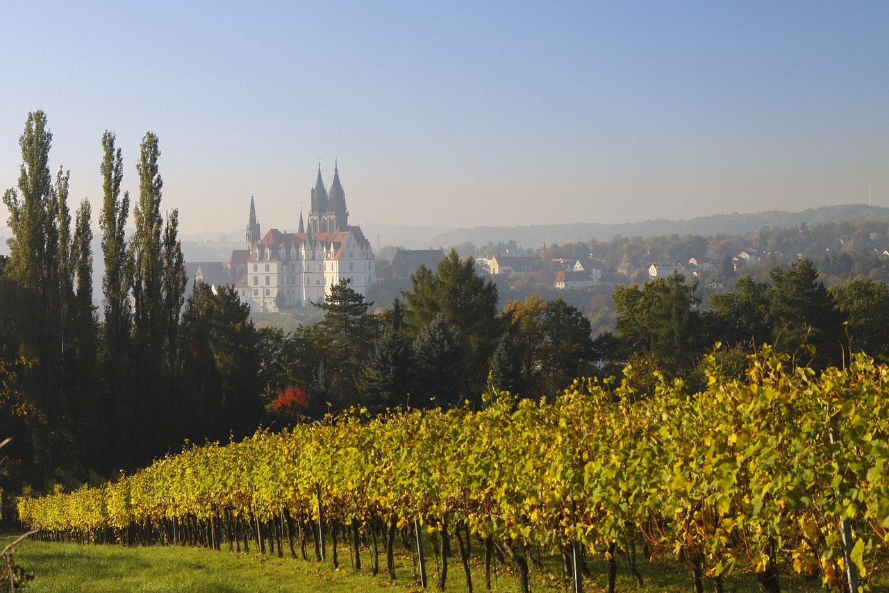 Weinberge an der Elbe bei Meißen