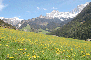 Frühlingswiese bei Tiers(c) Gottfried Pattermann