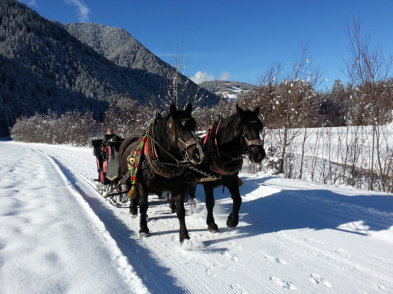 800.Almhof Call-Pferdekutsche.jpg