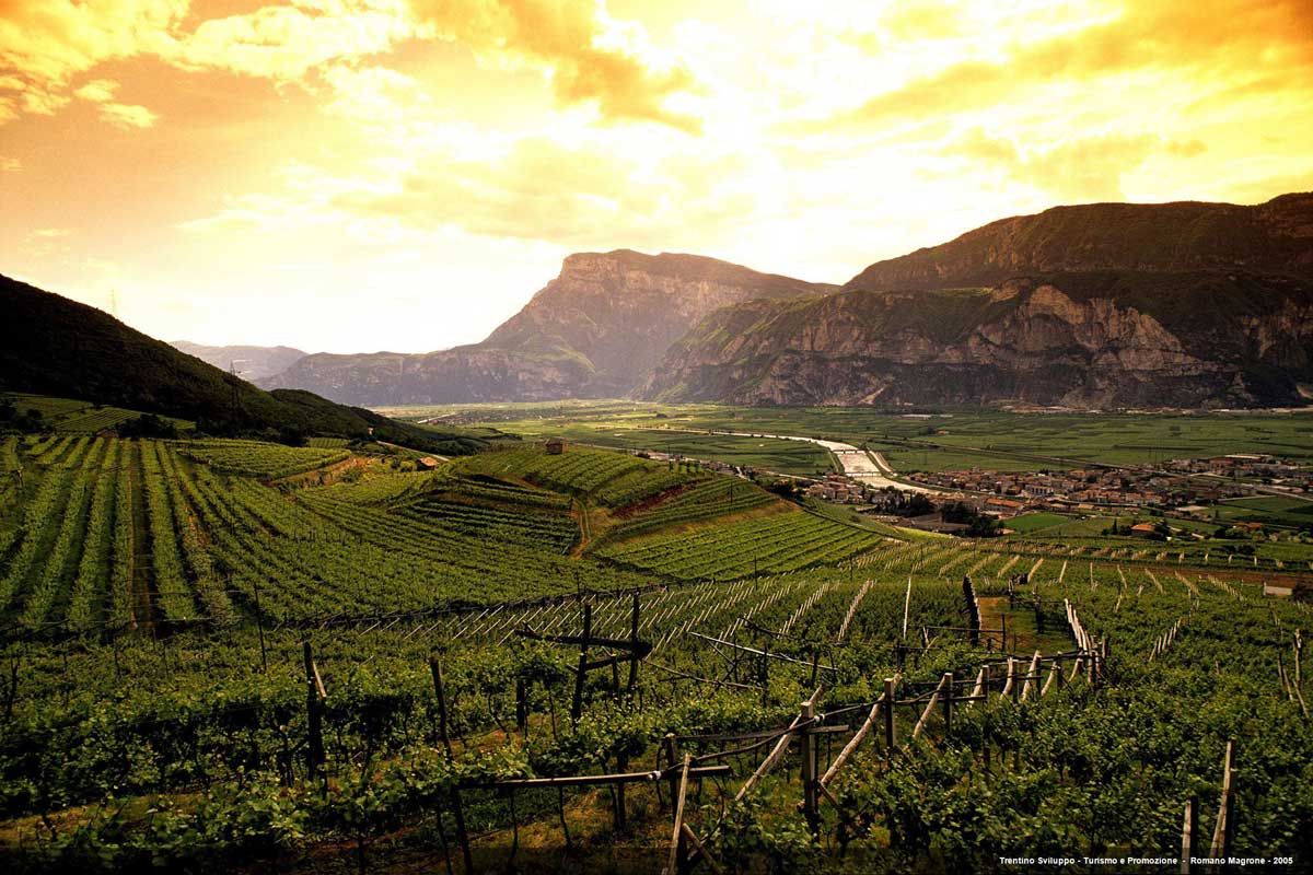 Die weitläufigen Weinberge im Etschtal Bild Romano Magrone Fototeca Trentino Sviluppo S.p Die weitläufigen Weinberge im Etschtal Bild Romano Magrone Fototeca Trentino Sviluppo S.p