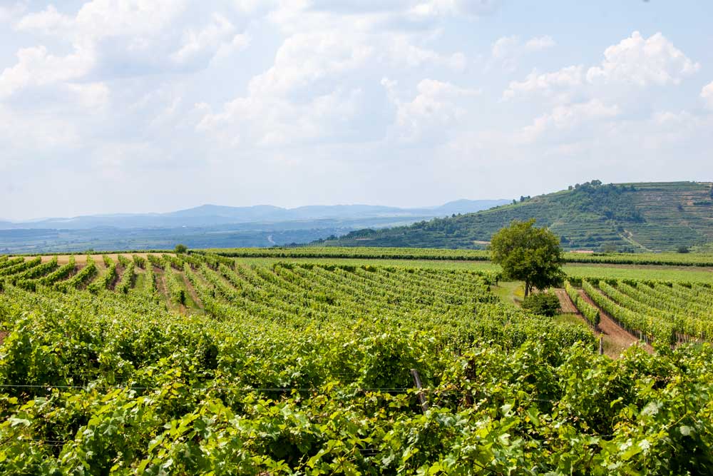 Weinviertel - Weinberge bei Langenlois  Bild: Gottfried Pattermann
