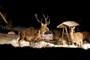 Wildfütterung im Saalachtal (c) Kerstin Joensson - Salzburger Saalachtal Wildfütterung im Saalachtal (c) Kerstin Joensson - Salzburger Saalachtal