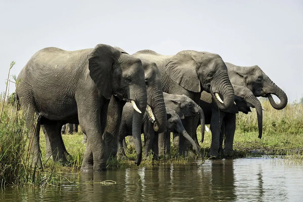 Malawi, Elefanten am Wasserloch ©Travel Footprints Africa