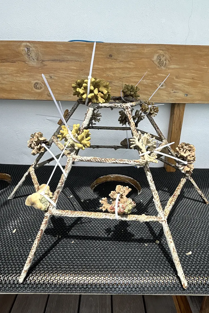 Korallenprojekt Velassaru Bild: Tisha Smiljanic Korallenprojekt Velassaru Bild: Tisha Smiljanic