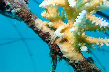 Urlaub im Paradies – und plötzlich geht es ums Überleben - Korallenprojekt Velassaru