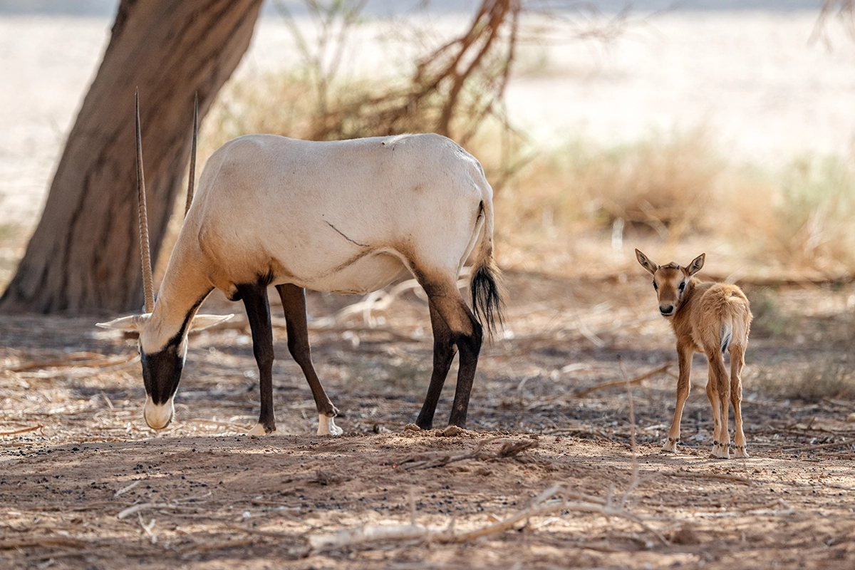 Oryx Antilopen © James Whiteman
