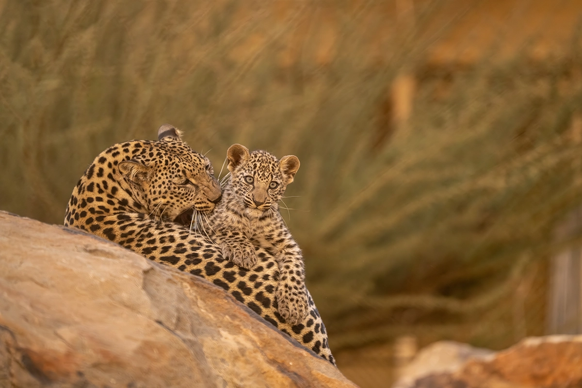 Arabischer Leopard © Royal Commission for AlUla