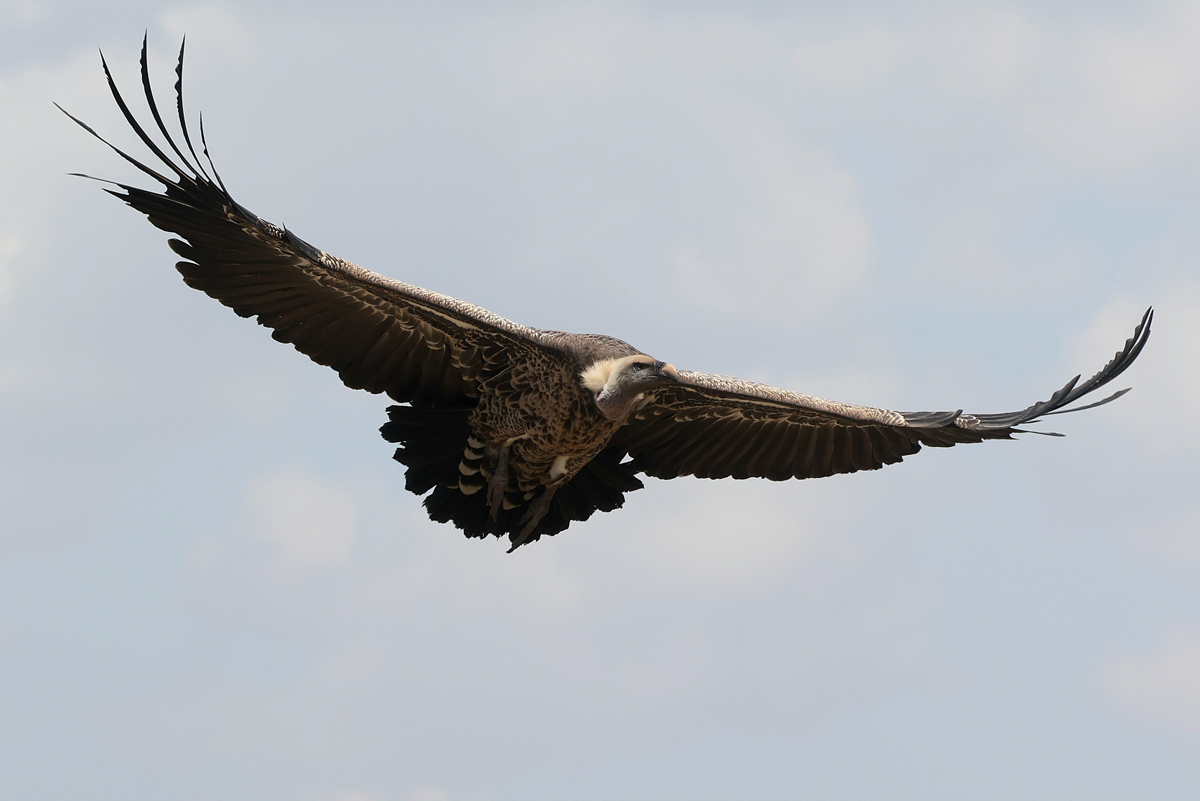 Rüppelgeier © Royal Commission for AlUla 