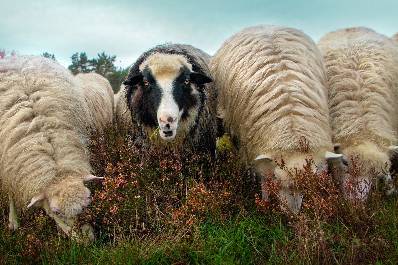 Heidschnucken in der Lüneburger Heide