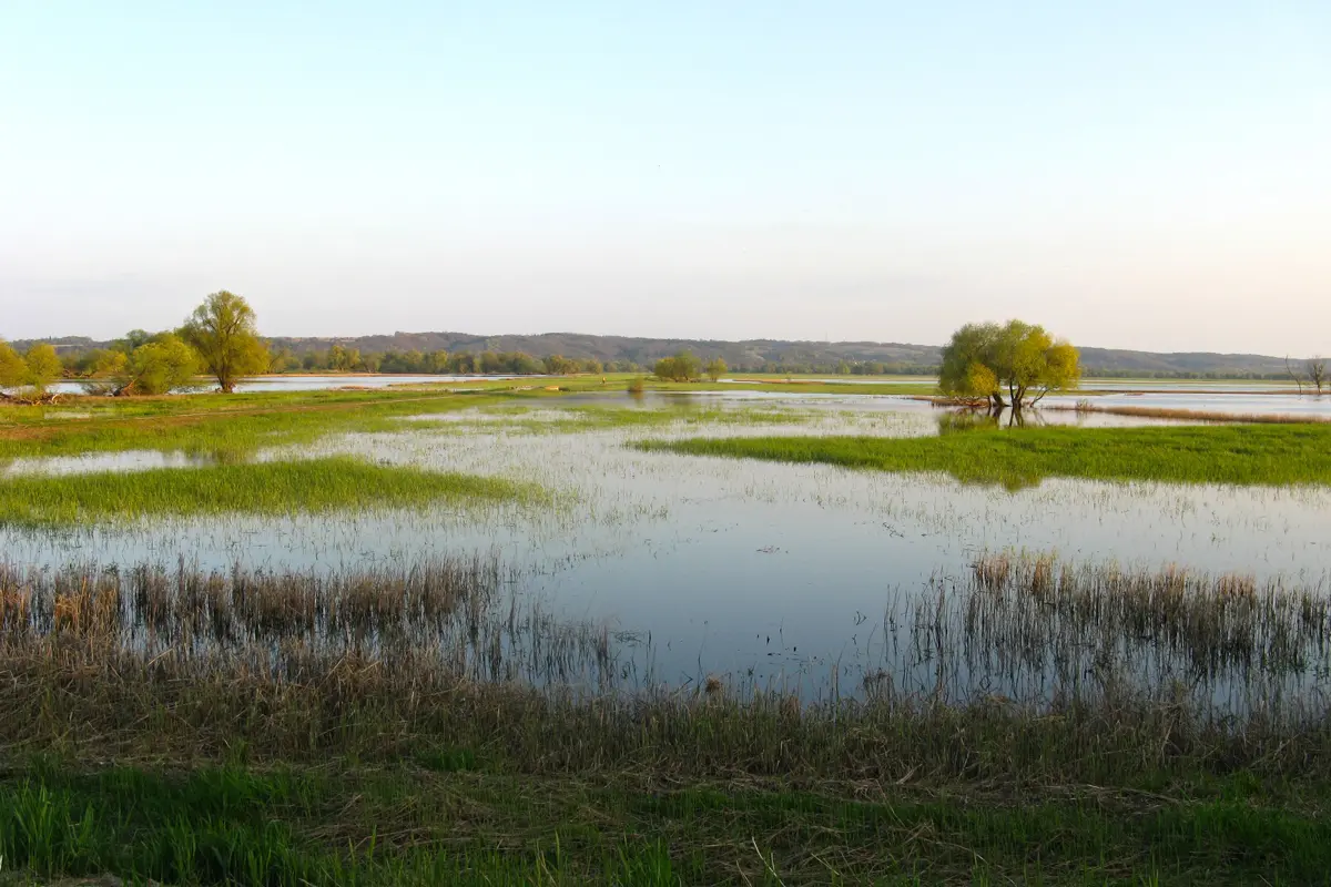 Die Oderarme ziehen sich im Frühjahr aus der Fläche in ihr Flussbett zurück. Foto: djd/Nationalpark Unteres Odertal/W.Mieczknowski