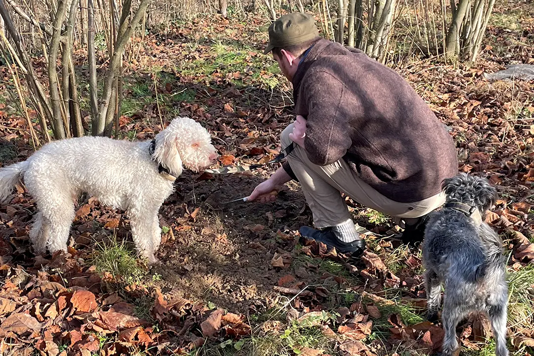 Trüffelsuche: 2 Trüffelhunde im Wald