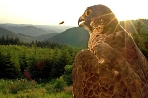 Weit geht der Blick des Falken vom Premium-Höhenwanderweg Rothaarsteig, der die Hansestadt Brilon im Sauerland mit der Oranierstadt Dillenburg am Fuße des Westerwalds verbindet. Foto: djd/Rothaarsteigverein e.V./K.-P. Kappest