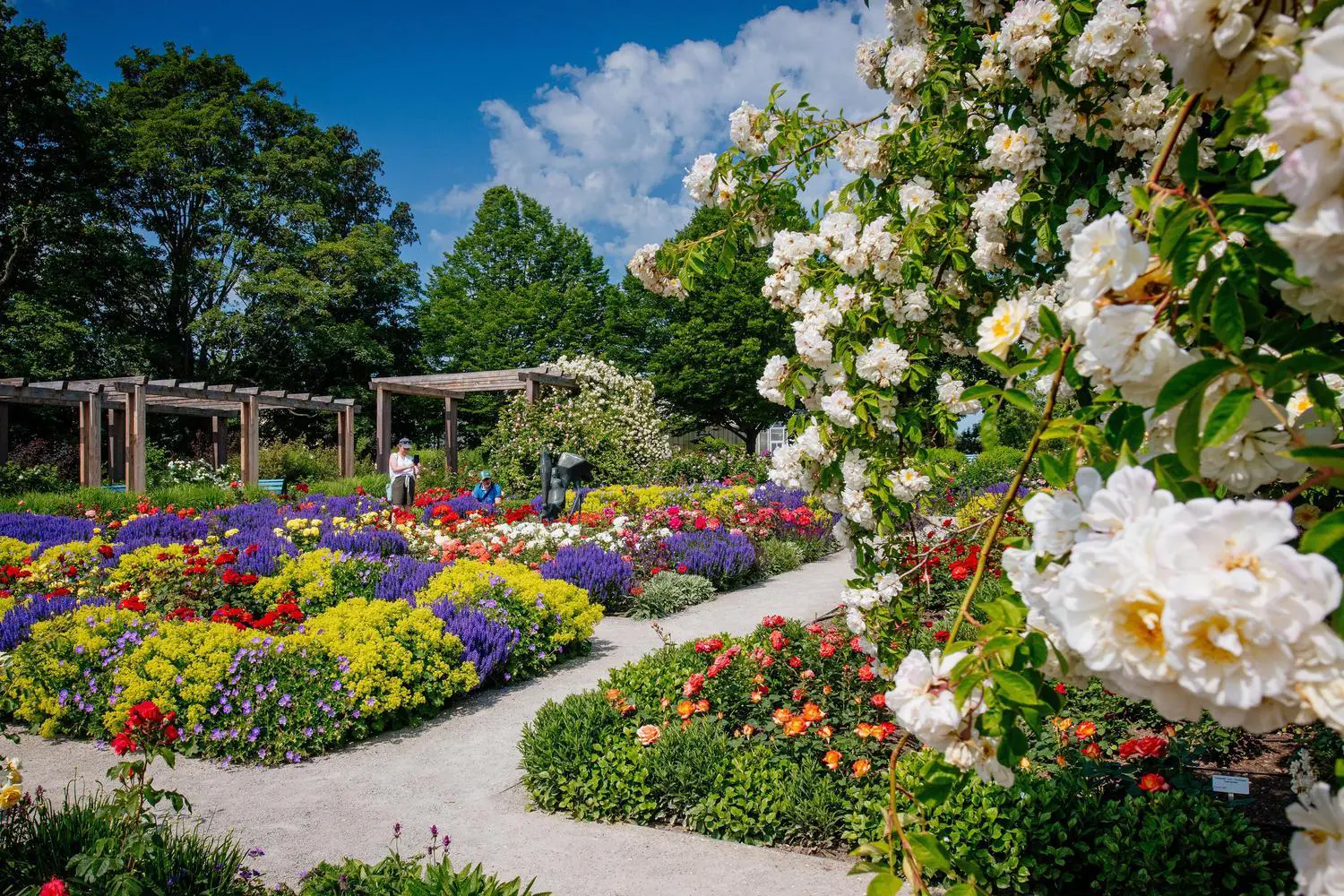 Blühender Rosengarten im egapark Erfurt in Thüringen  ©  egapark Erfurt/Steve Bauerschmidt