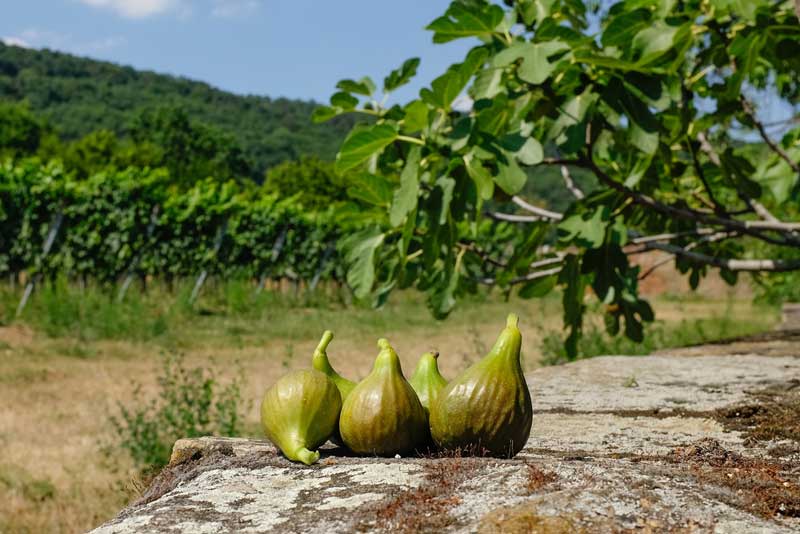 In der Pfalz reifen die Feigen  Bild: Pfalz.Marketing e.V.