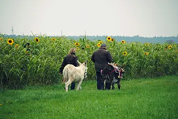 Tierische Auszeiten: Mit Eseln unterwegs im Landkreis Neumarkt