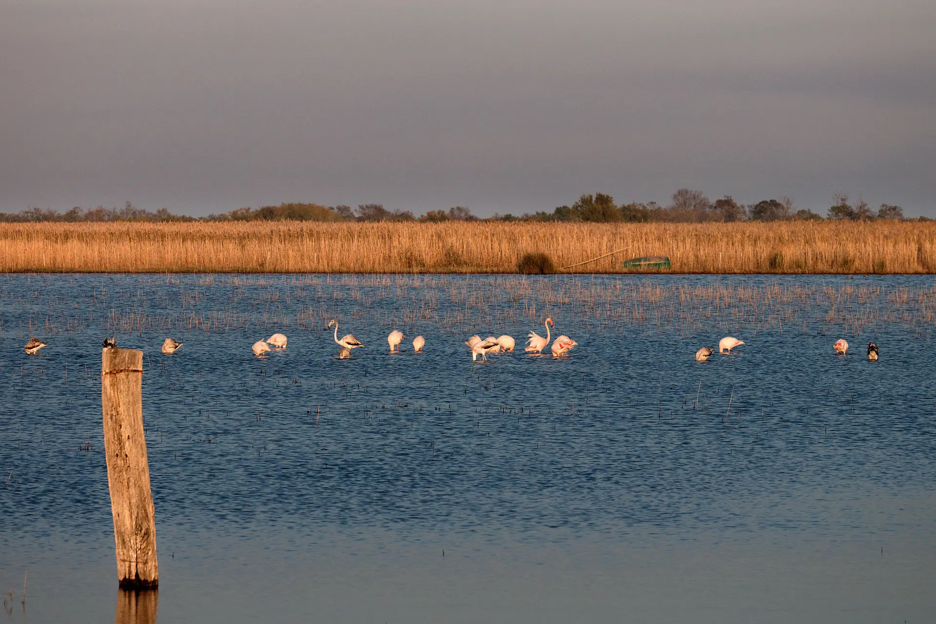 Abends am Rand des Wassers - in der Camargue