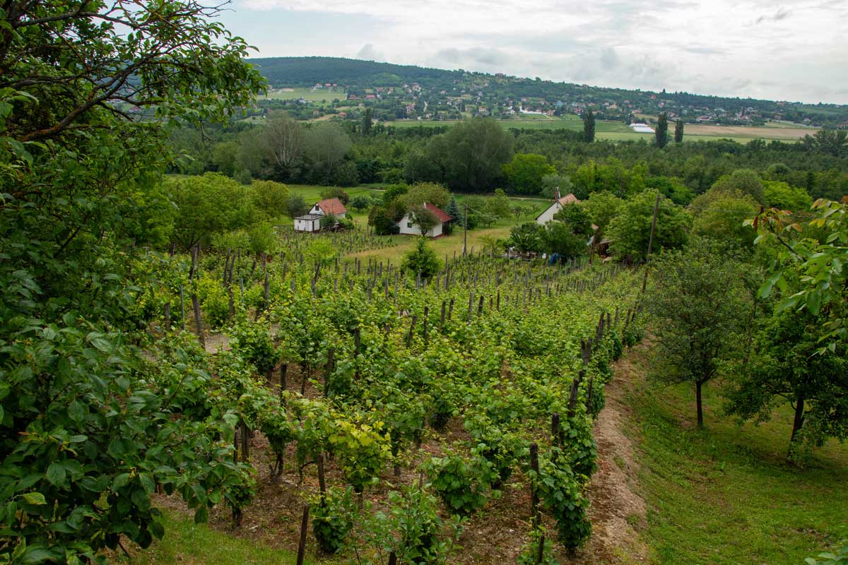 Ungarns weltberühmte Weinregionen  © Gottfried Pattermann/Tipps-Media und Verlag
