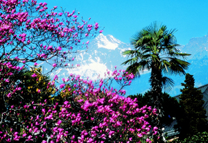 Meran © Frieder Blickle