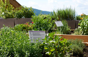 Im Kräutergarten Bild:  Kräuterhotel Zischghof